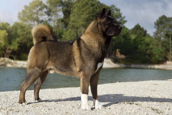 Американская акита