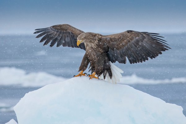 Ptitsa-orel-razmykh-krylev-zima-sneg-ldina-aisberg-vodoem-ld