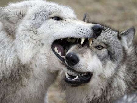 Wolfs-001-DogHusky.ru