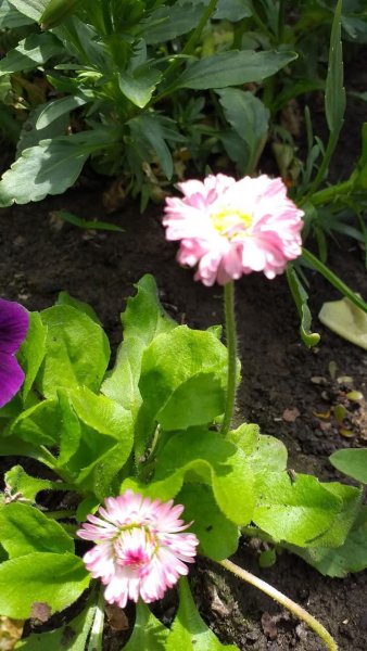 Маргаритка