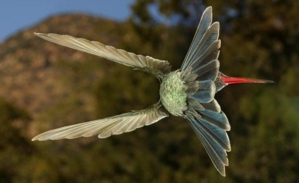 CRW 7637 broadbill sideways med