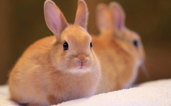 Chicks and Bunnies 4