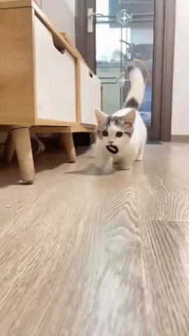 КотЭ)
