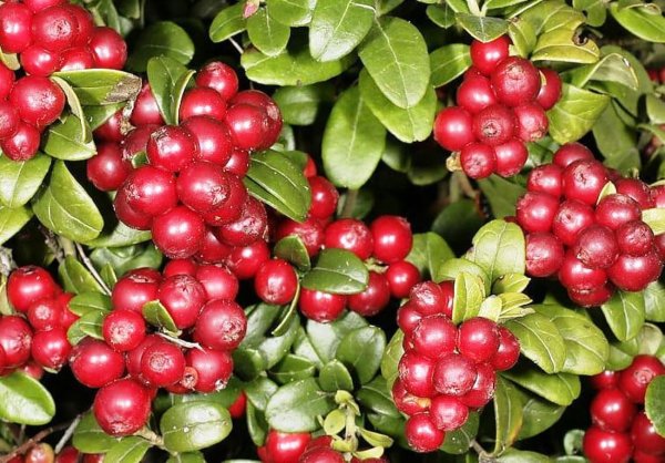 Брусника Санна (Sanna)