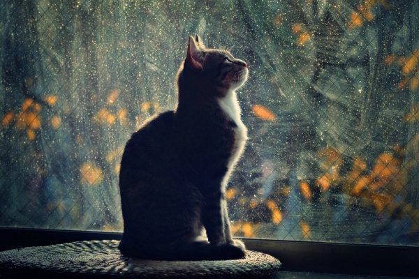 Wallpapers 7877