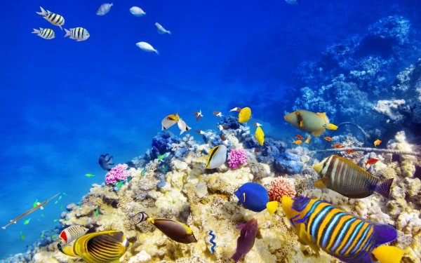 underwater подводный мир..file