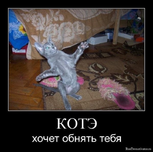 Котэ хочет обнять тебя