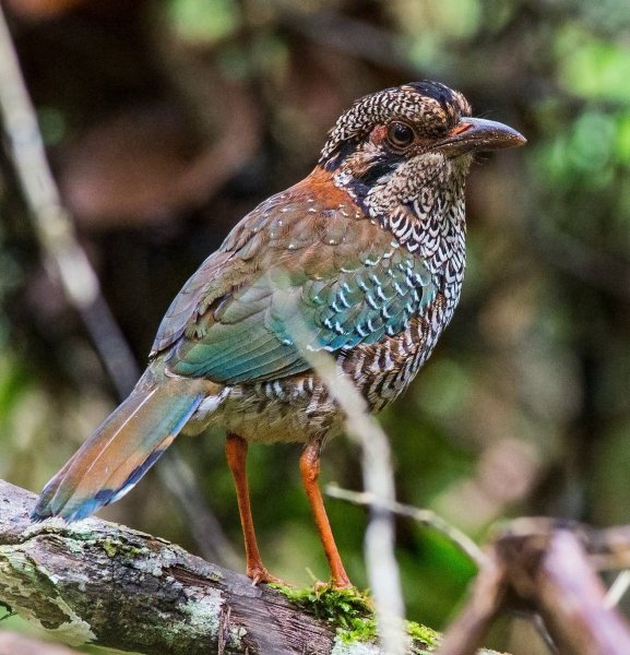 ЧЕШУЙЧАТАЯ ЗЕМЛЯНАЯ РАКША