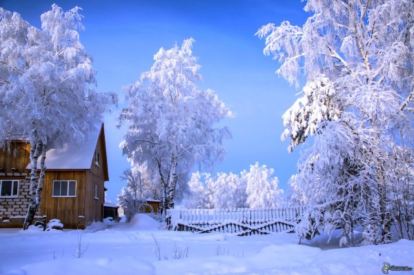 Snowy-cottage,-snowy-trees-217915