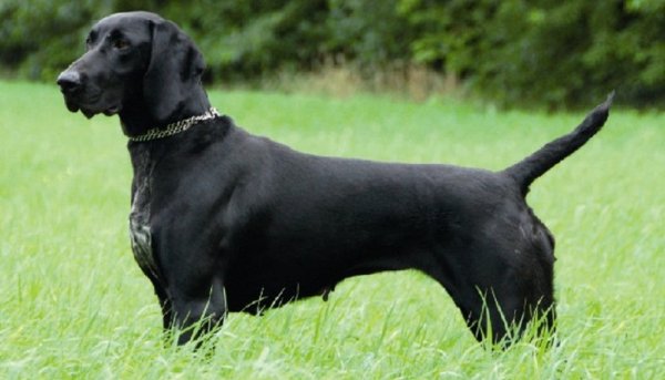 Немецкая короткошерстная легавая (курцхаар) (3)