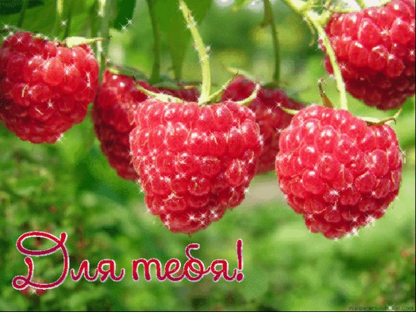 Малинка для тебя!