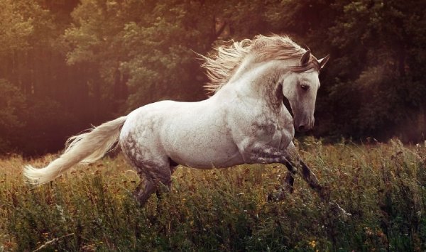 Андалузская порода лошадей (5)
