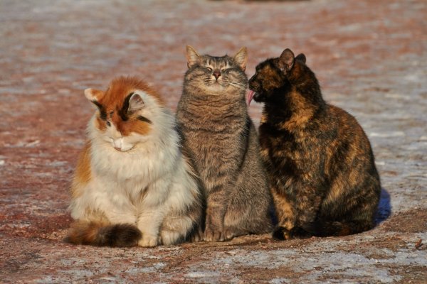 котики
