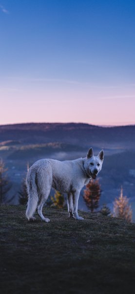 file_92753226