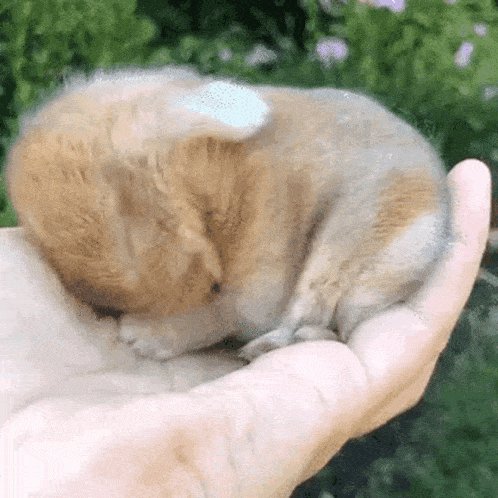 Cute