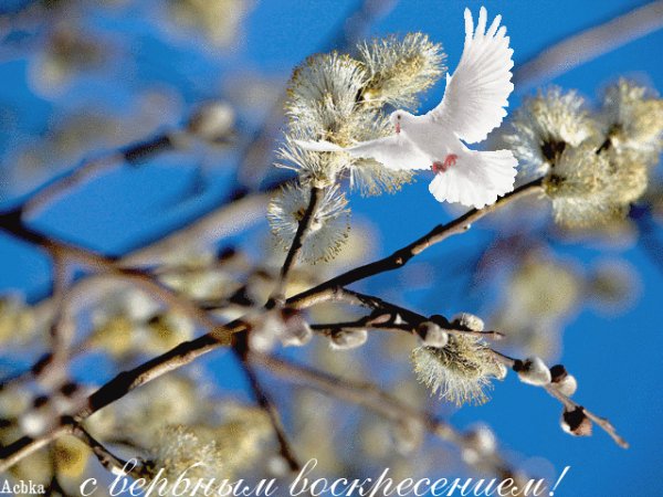 file_93258891