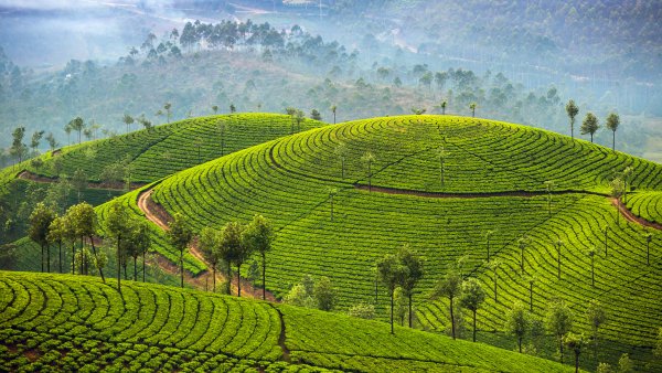 TeaPlantationsMunnar ROW5361167284 UHD