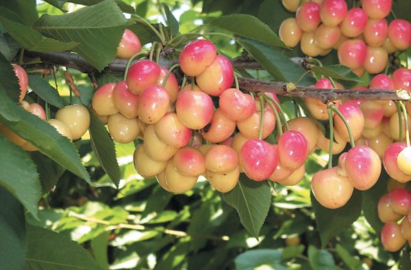 Черешня Юлия