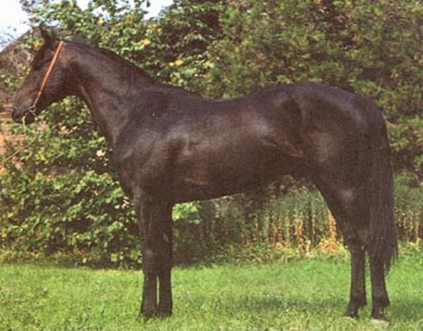 Украинская верховая (2)