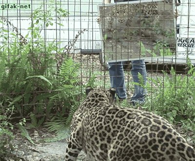 leopard