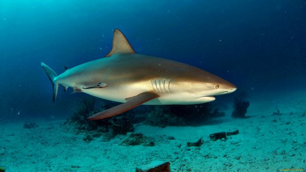 Подводный мир обои ПК