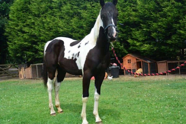 Американская верховая лошадь (15)