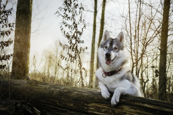 Dogs Husky Beautiful 531976 2560x1707