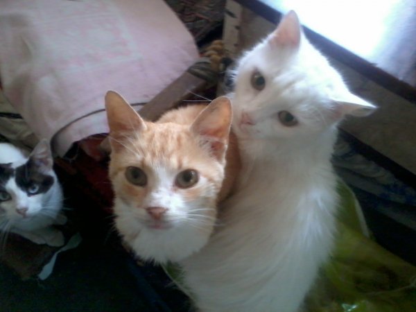 Три разных кота лучше чем три белых кота