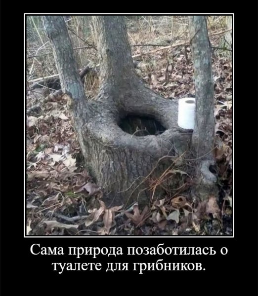 Сама природа позаботилась о туалете для грибников