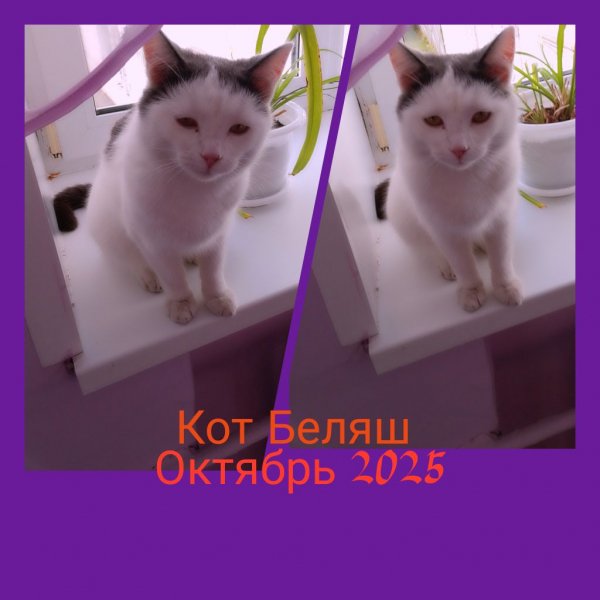 Кот Беляш 10 Октября 2025