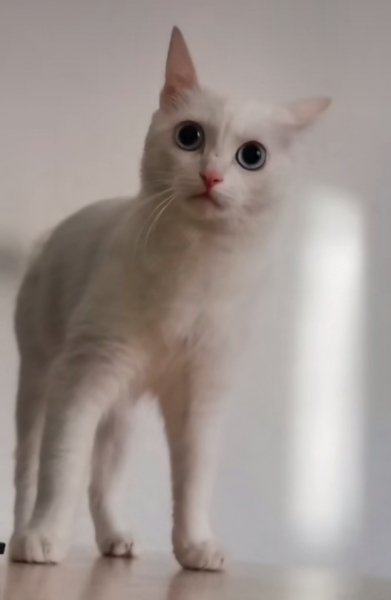 Котейка 2