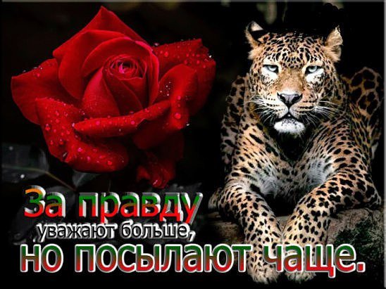 Правда