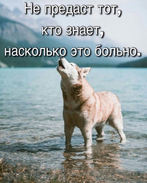 Волк