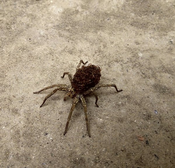 Паук 20180928