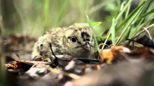 ТЕТЕРЕВ(птенец)