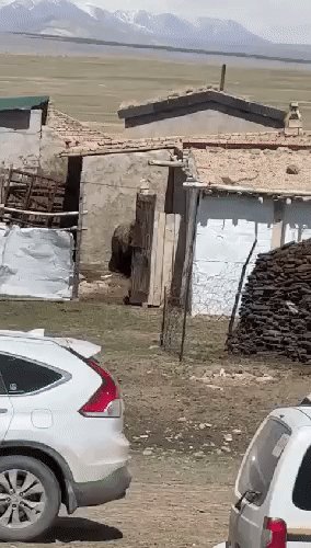 Охота не по плану! Кто кого!