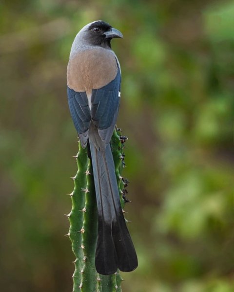 Серогрудая древесная сорока Grey Treepie