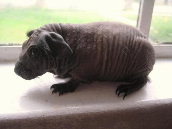baby-hairless-baldwin-guinea-pigs-84698