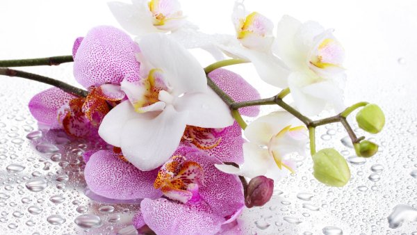 Image (30)