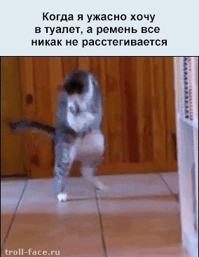 кот