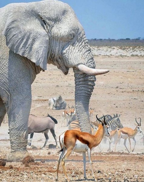 Белый слон. (2)