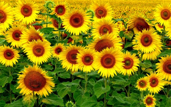 Wallpapers 7249