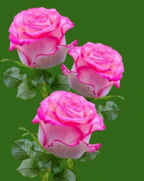 FB IMG 16431855176963939