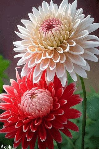 file_94419123
