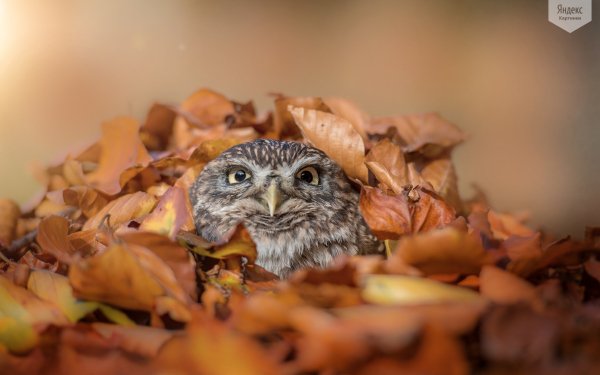 Yandex-Images-2016-11-09