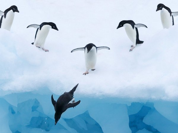 Пингвины 14