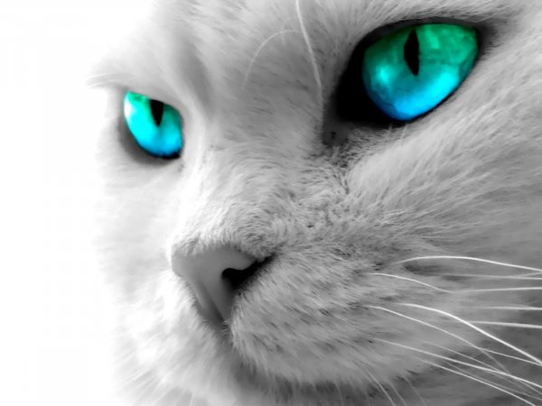 Котэ обои ПК