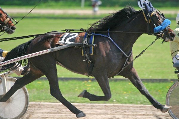 Лошадь Американская стандартбредная (Standardbred)