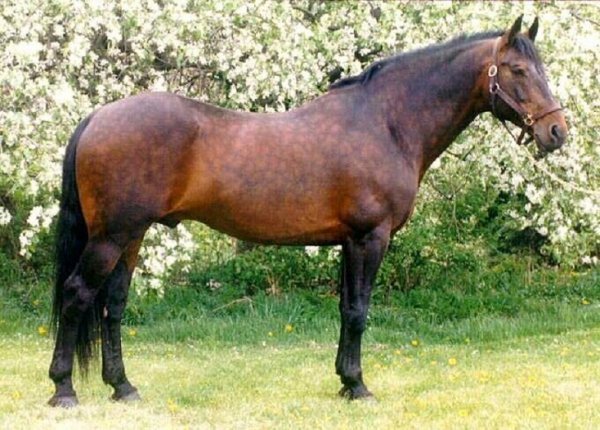 Кливлендская гнедая