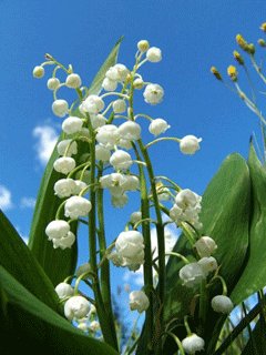 file_23229331